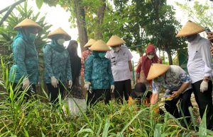 Plt Ketua TP PKK Bersama Kader Panen Jahe dan Jambu Kristal