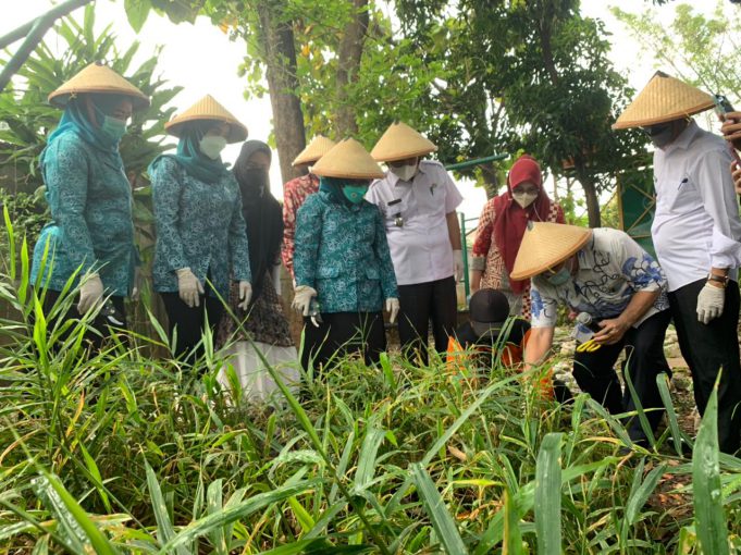 Plt Ketua TP PKK Bersama Kader Panen Jahe dan Jambu Kristal