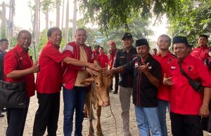 Hari Raya Idul Adha 1445 H. DPC PDI Perjuangan Kota Bekasi Membagikan 12 Ekor Sapi ke 12 PAC se-Kota Bekasi